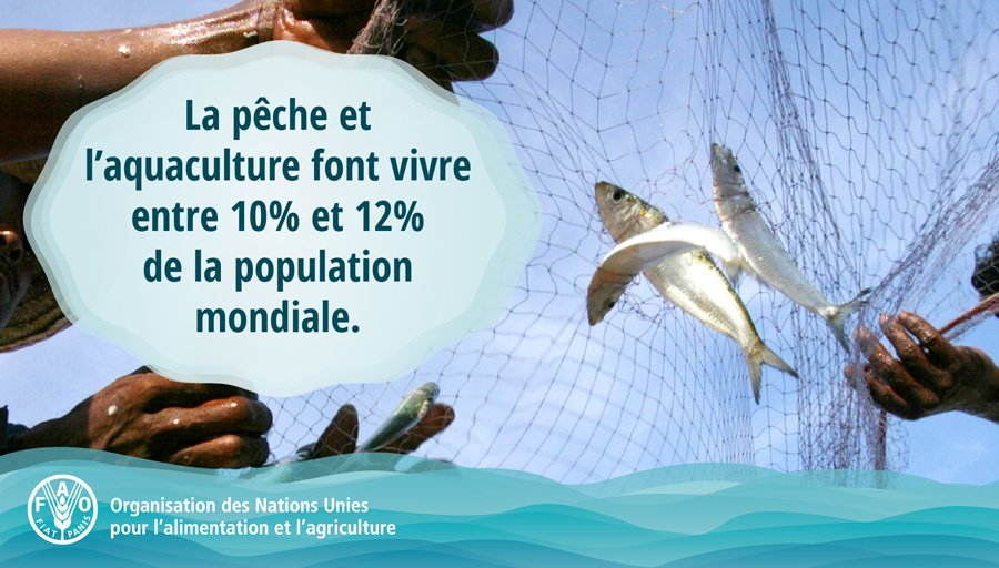Le poisson représente environ 17% des protéines animales consommées dans le monde. La pêche et l’aquaculture offrent de nombreuses possibilités de réduire la faim et d’améliorer la nutrition, de soulager la pauvreté et de stimuler la croissance économique.
#UNFAO
#SauverNosOcéans