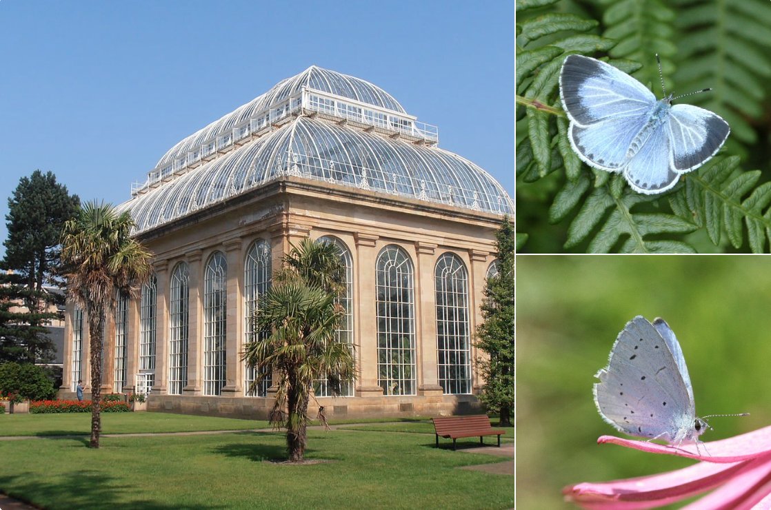 Apithanny's tweet photo. I still have a few spaces left for @BCeastscotland AGM at botanic gardens Edinburgh. Interesting line up including intro to parasitoids, Silphidae recording scheme and a guided bee ID walk. Please share :) Free event but follow link to book @jgilchrist13 https://t.co/OQE5eWKjJl https://t.co/MhymLz84n9