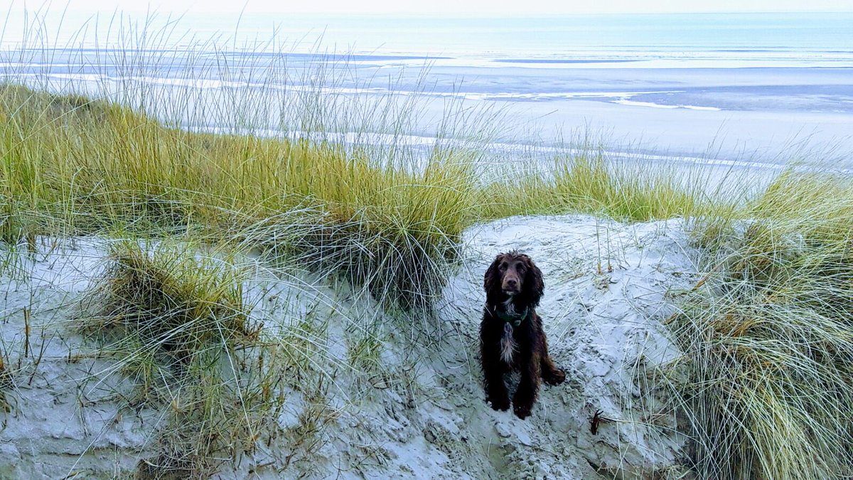 arthouse_cafe's tweet photo. After a stroll on the beach pop in for a @PaddyandScotts coffee #tea #hotcholate #dogfriendly @EnjoyCromer https://t.co/qL8qx2ZvBs