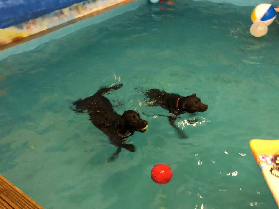Daycare 4 Dogs tweet media