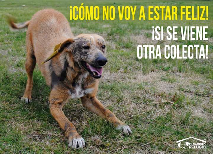 elcampito tweet picture