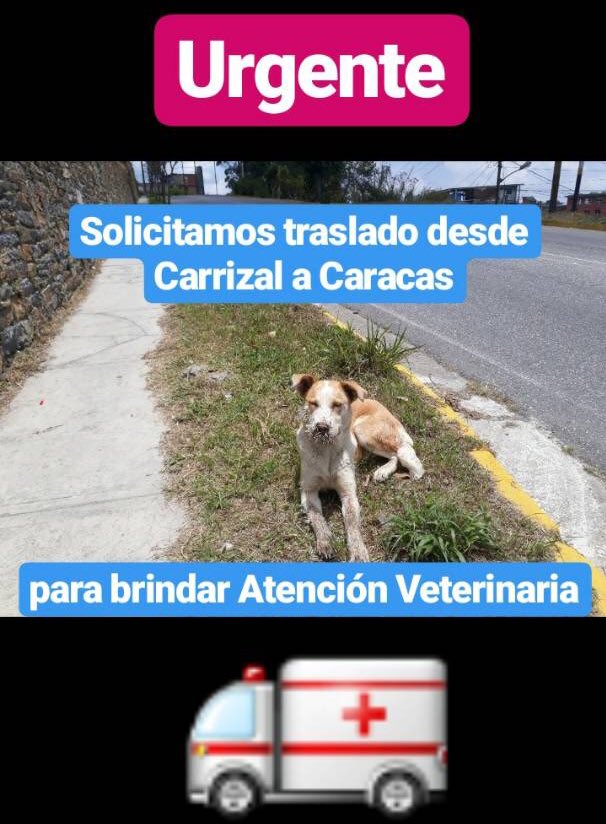 apoyocanino tweet picture