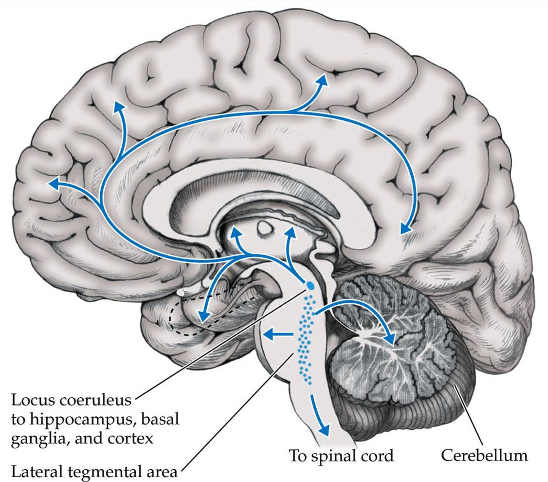 Nigra=Black/ #Melanin (Niagara Falls-3 water falls). DopeAmine.  #Locus Coeruleus (coeruleus =sky/heaven) a primary function. Thalamus (Phallus) regulates sensory signals, motor signals to the cerebral cortex, along with consciousness, sleep & awareness.