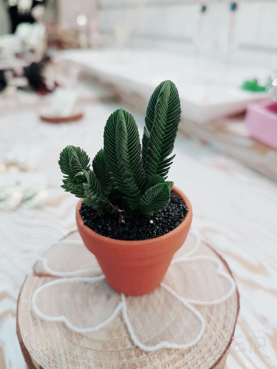 WITHNANA936's tweet image. #미니다육#미니다육이화분#화분#다육#인테리어#소품#디자인#아기자기
