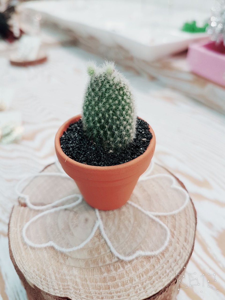 WITHNANA936's tweet image. #미니다육#미니다육이화분#화분#다육#인테리어#소품#디자인#아기자기