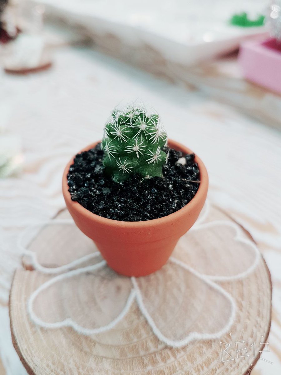 WITHNANA936's tweet image. #미니다육#미니다육이화분#화분#다육#인테리어#소품#디자인#아기자기