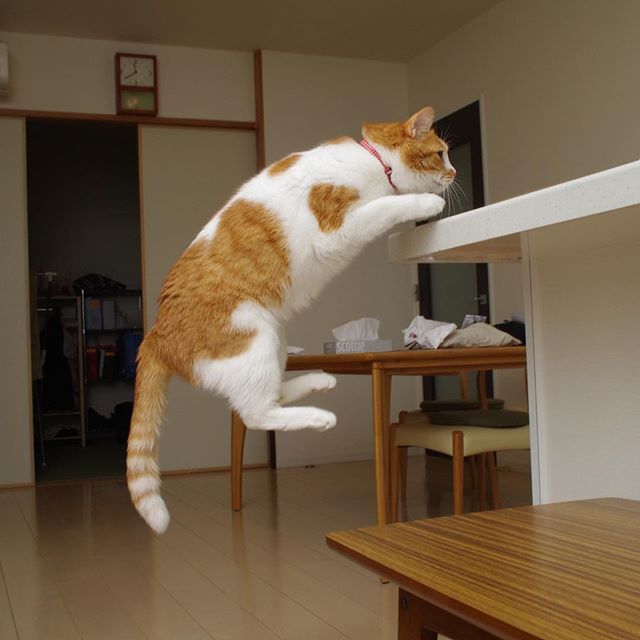 kachimo's tweet photo. 飛び乗る岸ちゃん。
Kishida-chan, Jumping!
#uchinonekora #kishidashin #neko #cat #catstagram #kachimo #猫 #ねこ #うちの猫ら https://t.co/MWxtw2aQsw https://t.co/B3cwm3zyZI https://t.co/Vf95c4w8Zk