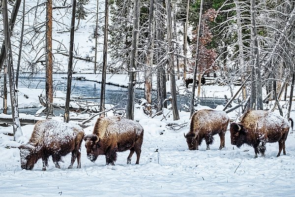 slitoff's tweet photo. New artwork for sale! - "Grazing Bison - Yellowstone" - https://t.co/djjKsmc8Jz @fineartamerica https://t.co/zYekk17QKF