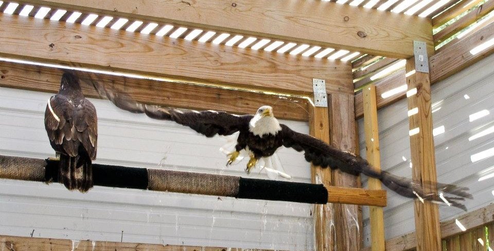 Let your voice be heard at the WI DNR Conservation Congress Spring Hearing! Monday, April 9 at 7 PM at Monona Grove High School, Schwan Fine Arts Center. ow.ly/fxsQ30jmFgC 

#Wildlife #WisconsinWildlife