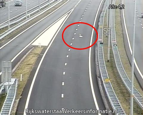 Broedende zwanen moet je de ruimte geven. Op de #A9 naar de #A1 is de wisselbaan nog even dicht.  #zwaan