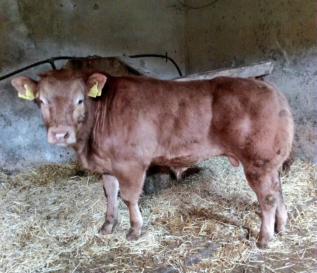 sean_cooney1's tweet photo. Greenville Nua Mufasa, Lodge Hamlet X Wildoge Drummer, 7 months old. #musclemachine #seriousshape #showpotential #pedigree #limousin #thriving @progressivegen @MunsterAI @irishlimousin @LimousinUK https://t.co/j3uBcLfQJV