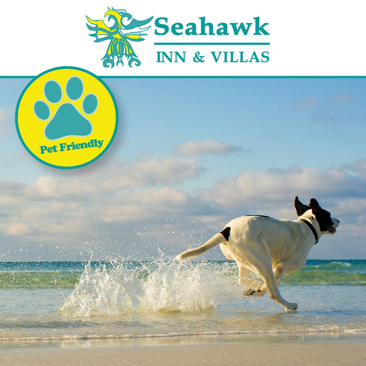 SeahawkInn's tweet image. Dogs just love it at #AtlanticBeach! We have designated #PetFriendly rooms with a daily $15 fee. If you are looking for cozy hotel in with easy access to #MoreheadCity #BeaufortNC #EmeraldIsle #FortMacon and #CapeLookout then call us on (252) 726-4146 to book your stay!