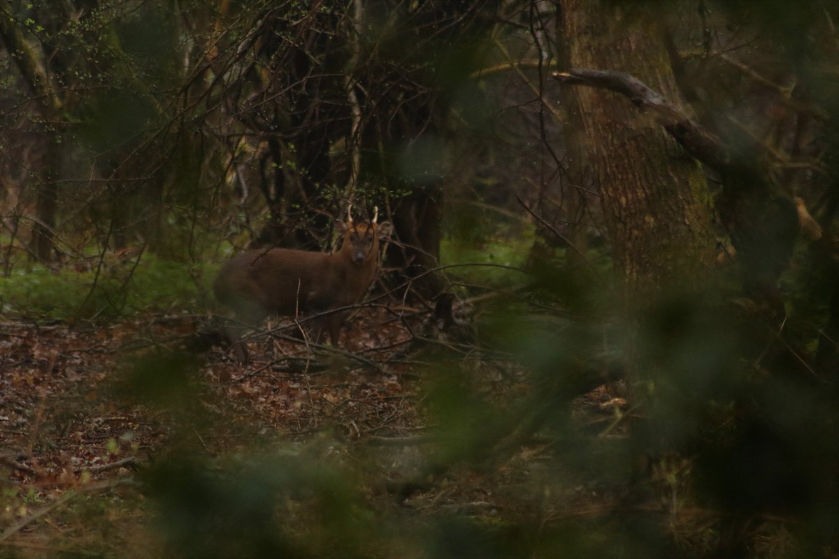 EppingForestPic's tweet photo. Muntjac deer in a very wet and muddy #EppingForest today. https://t.co/NaTsbqkVe5