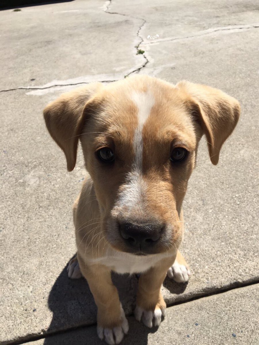 your_positivity's tweet photo. This cute little doggo will ease your Monday blues https://t.co/bsIq5CtHXy