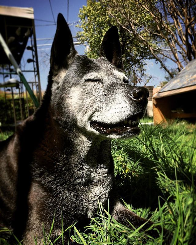 baileyandrushie's tweet photo. Who else is ready for summer?! 😎🐾 #cutedogs #cutedog #cutedoggos #dog #doggos #dogs #labmix #labs #doglove #dogsofig #doglover #doglife #labradors #basenjis #dogsofinstagram #cutelabs #cutepets #pets #petlife #puppies #cutepuppies #doggielove #doggiedays #boop #dogdays #pets… https://t.co/cit2vi8dZ6