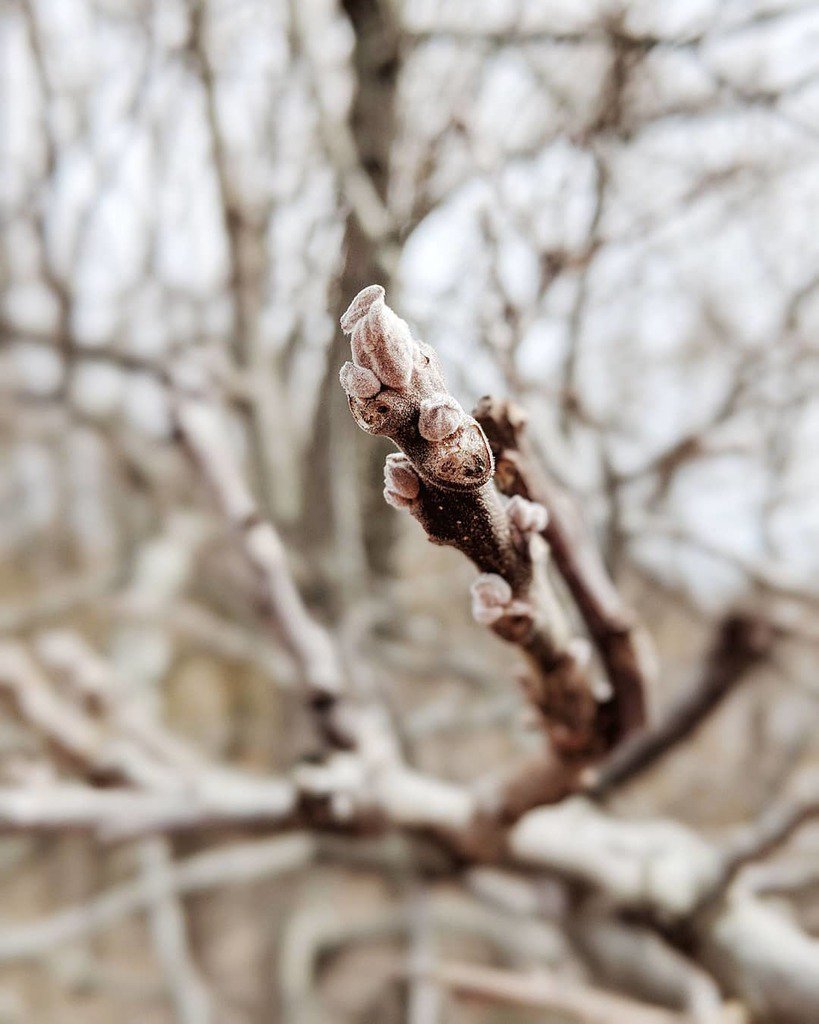 MyCobourg's tweet photo. Tiny hints of spring! 🌱 https://t.co/8v78WTxKwQ https://t.co/MWbv5Ks1Dp