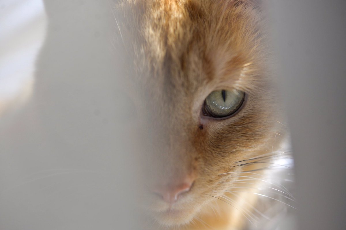 When Nacho isn’t happy about you holding back treats.