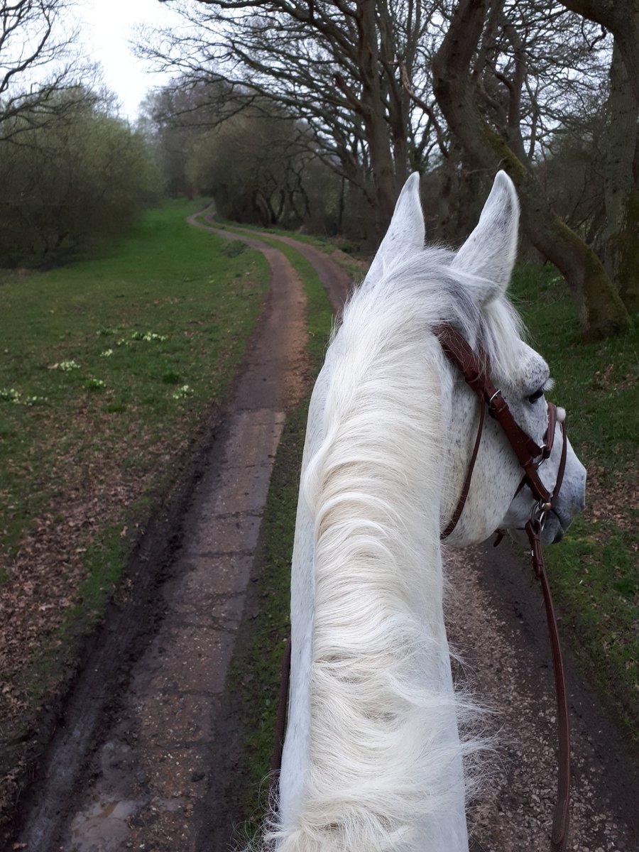 GeorgeHill87's tweet photo. After work stroll in the forest with this dude 👌🐴👍 #cloudings @RoRlatest https://t.co/YIuFeLBEYH