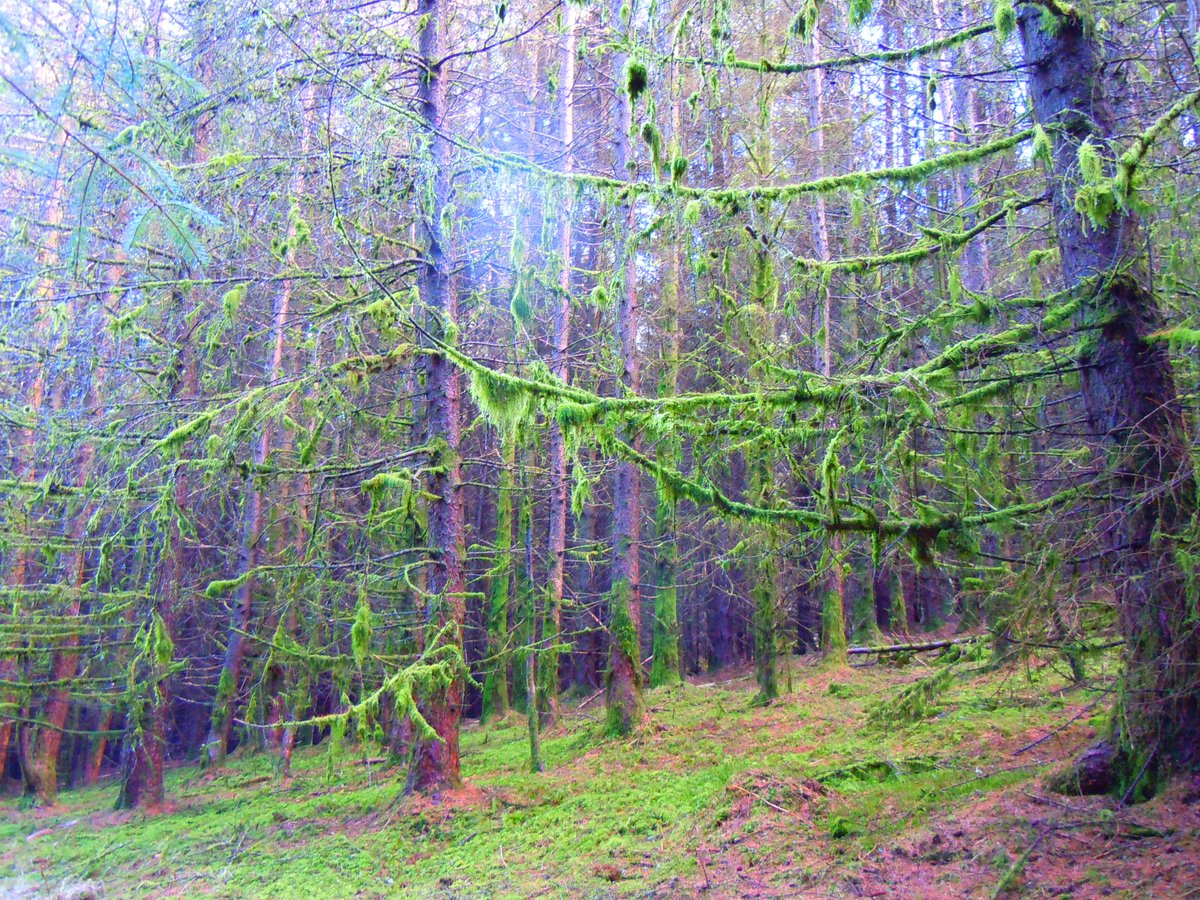 The night draws closer for our show in <a href="/ArnosValeCem/">@arnosvalecem</a> ... What tales will we tell? Perhaps of dark forests - strange trees with unnatural growths? Find out on Friday...bit.ly/2qhPSGR