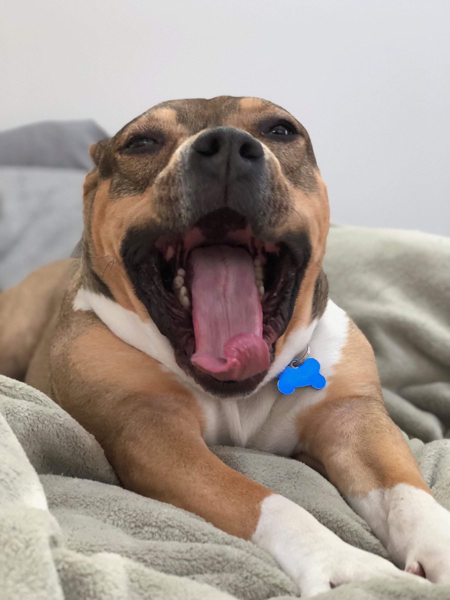 onetailatatime tweet picture