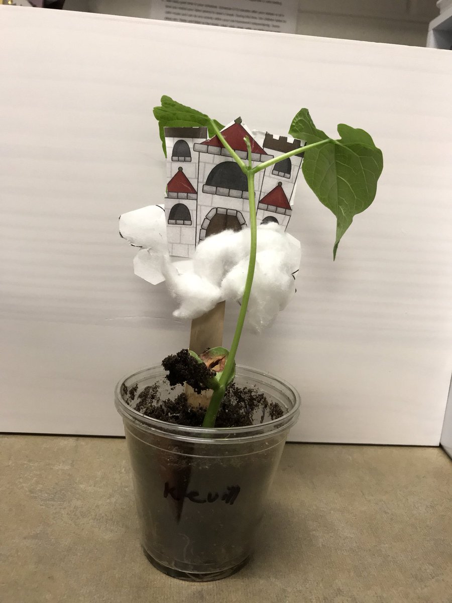 MrsN2ndGrade's tweet photo. Engaged Learning -sequencing, plant life cycle, and measurement all with one tiny seed! #happycampers #iamwfisd https://t.co/BbA3iTyccY