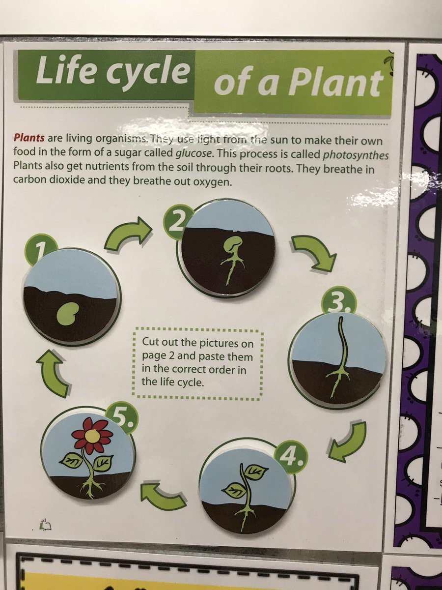 MrsN2ndGrade's tweet photo. Engaged Learning -sequencing, plant life cycle, and measurement all with one tiny seed! #happycampers #iamwfisd https://t.co/BbA3iTyccY