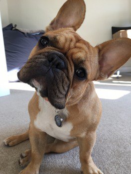 🆘WINSTON #Lost #ScanMe French Bulldog Male
Along the Thames River in #Richmond Town Centre nr The white Cross Pub #TW10 Area
doglost.co.uk/dog-blog.php?d…