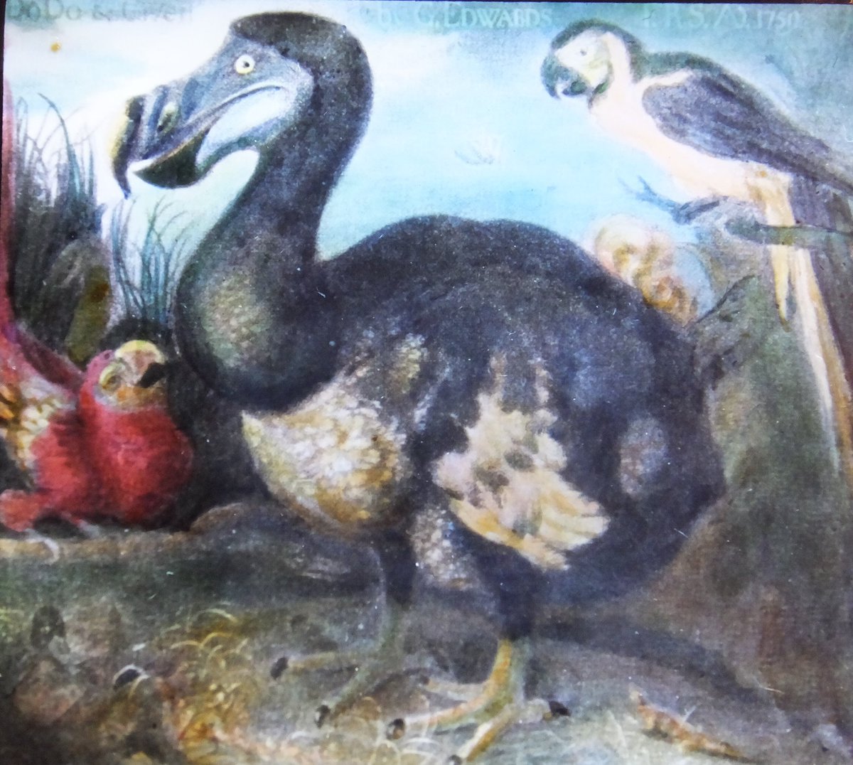 PA_MoPH's tweet photo. Don't be a dodo! 
Lantern slide of an extinct dodo bird from the British Museum.
#photoantiquities #photography #magiclanternmonday #magiclantern #nature #museum #birds https://t.co/F2z7eImDDT