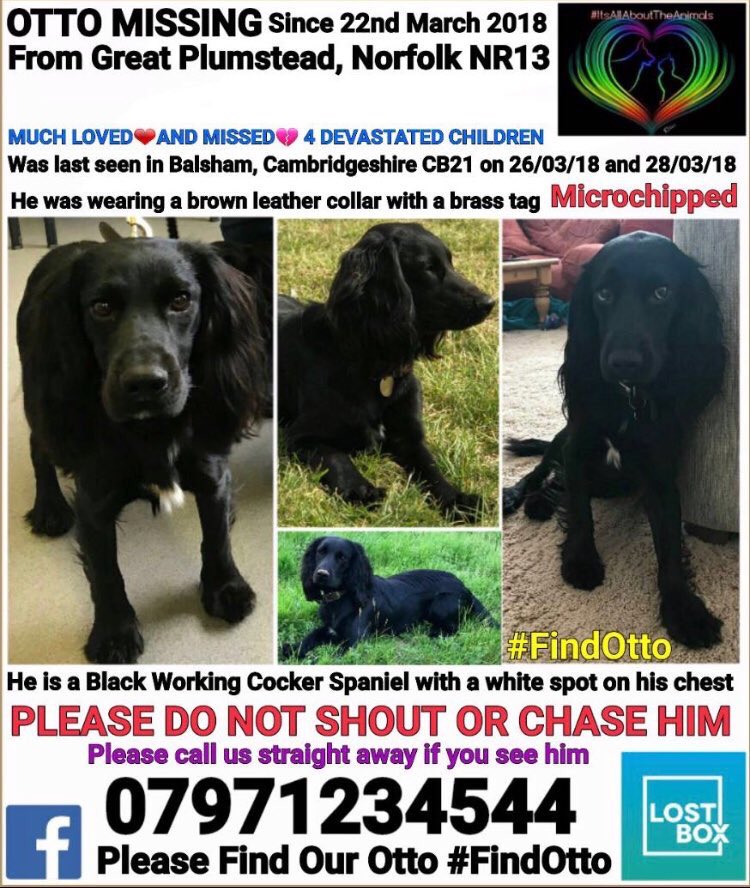 rosieDoc2's tweet photo. #findOtto #missing since 22/3/18 from #GreatPlumstead #Norfolk #NR13 

Was last spotted #Balsham #Cambridgeshire #CB21 26/3/18 he was wearing a brown leather collar with brass colour tag 

His owners and especially the kids are devastated losing their lovely boy 😪
💙🐾💙🐾💙🐾💙 https://t.co/fxDlAaiN6j