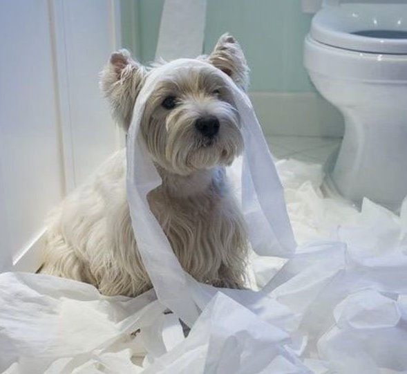 WeLoveDogsUSA's tweet image. New Breed: Toilet Dog

#WestHighlandTerrier #Mischievousdogs #funnydogs #dogtroublemaker
#doglovers #dogsoftwitter