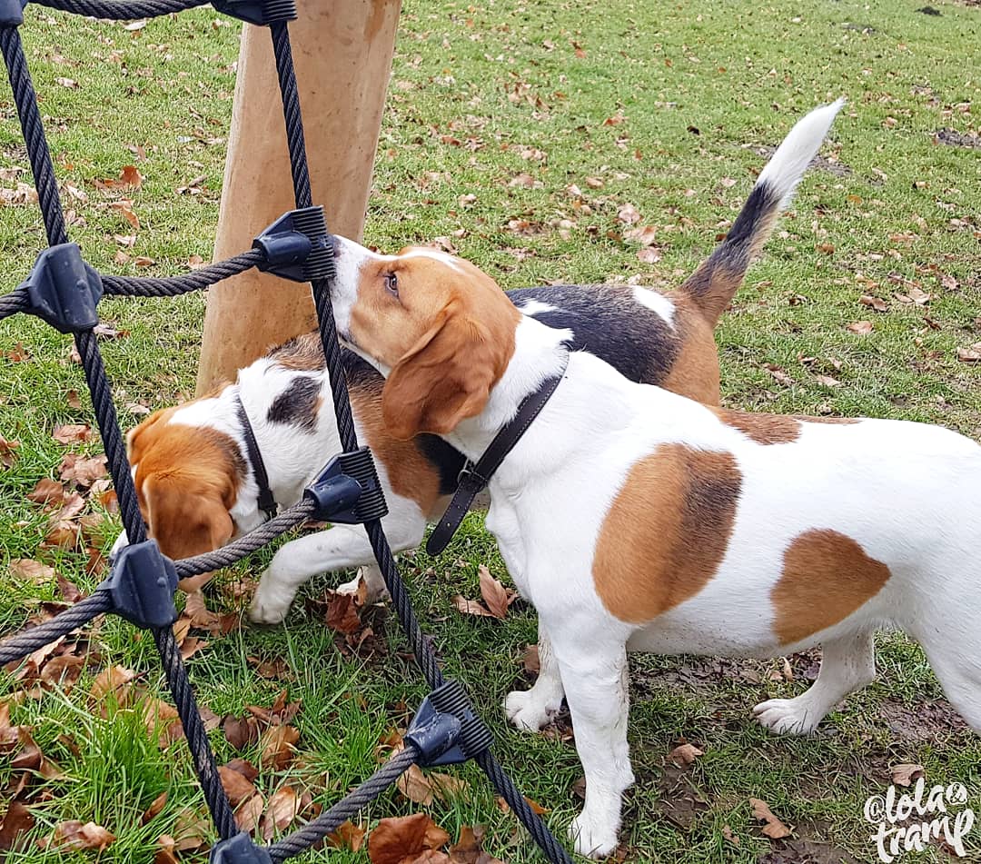 TrampLolaBeagle's tweet photo. We've been finding these painted rocks on our walk, #fbrocks , where you find them, and then rehide them, posting a pic to social media, its fun 👌👌😍😍💕💕
#leekrocks #beagles https://t.co/oqDwUqgEjh