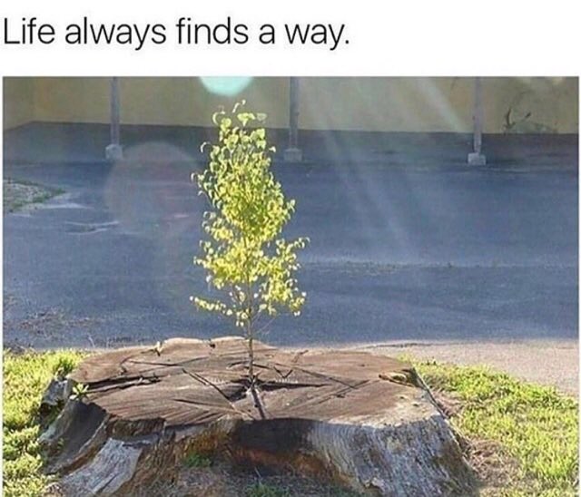 Rhythmsalonspa's tweet photo. Life always finds a way 🌱 
#earthmonth 
#mondayinspiration 
#rhythmsalonandspa 
#Aveda https://t.co/zuNRS4XdWK