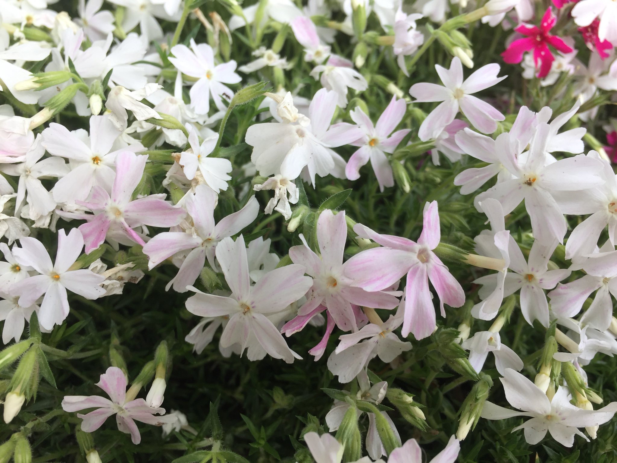 تويتر 芝桜 ぢぢの庭 In 豊川 على تويتر 品種不明 謎の芝桜 其の壱 色は白だが モンブランやリトルドットにくらべ花が大きく 五 六弁 咲き進むと花の一部がピンク色に変化する T Co Ppn1qxoowz