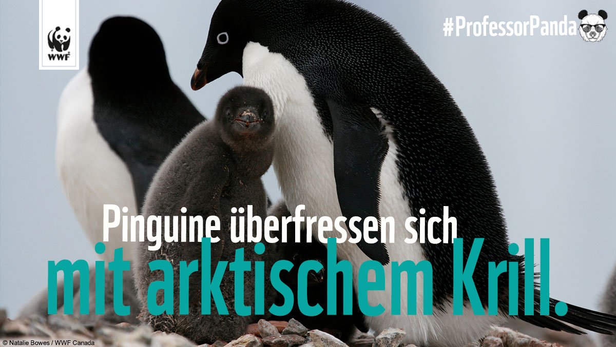 WWF_Deutschland's tweet photo. Wenn sie zu viel von den Krebstieren gegessen haben, brechen sie das, was nicht mehr in ihren Magen passt, wieder aus. 🐧#ProfessorPanda https://t.co/Y8xqb2mZPB