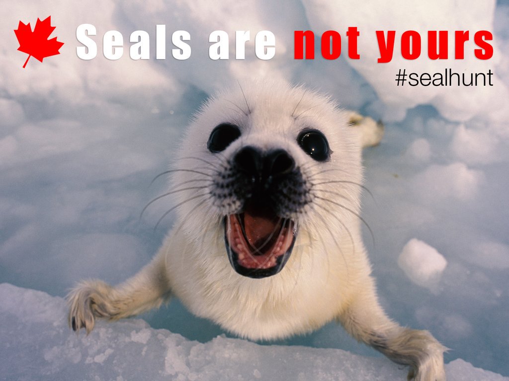 Anon4dolphin's tweet photo. Where is the compassion and empathy? @JustinTrudeau Please Stop the #SealHunt in #Canada! #NotYoursToKill https://t.co/xP4AYwf5l8