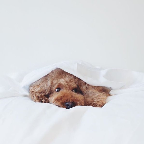 Hiding from Monday like... bddy.me/2Exufqb