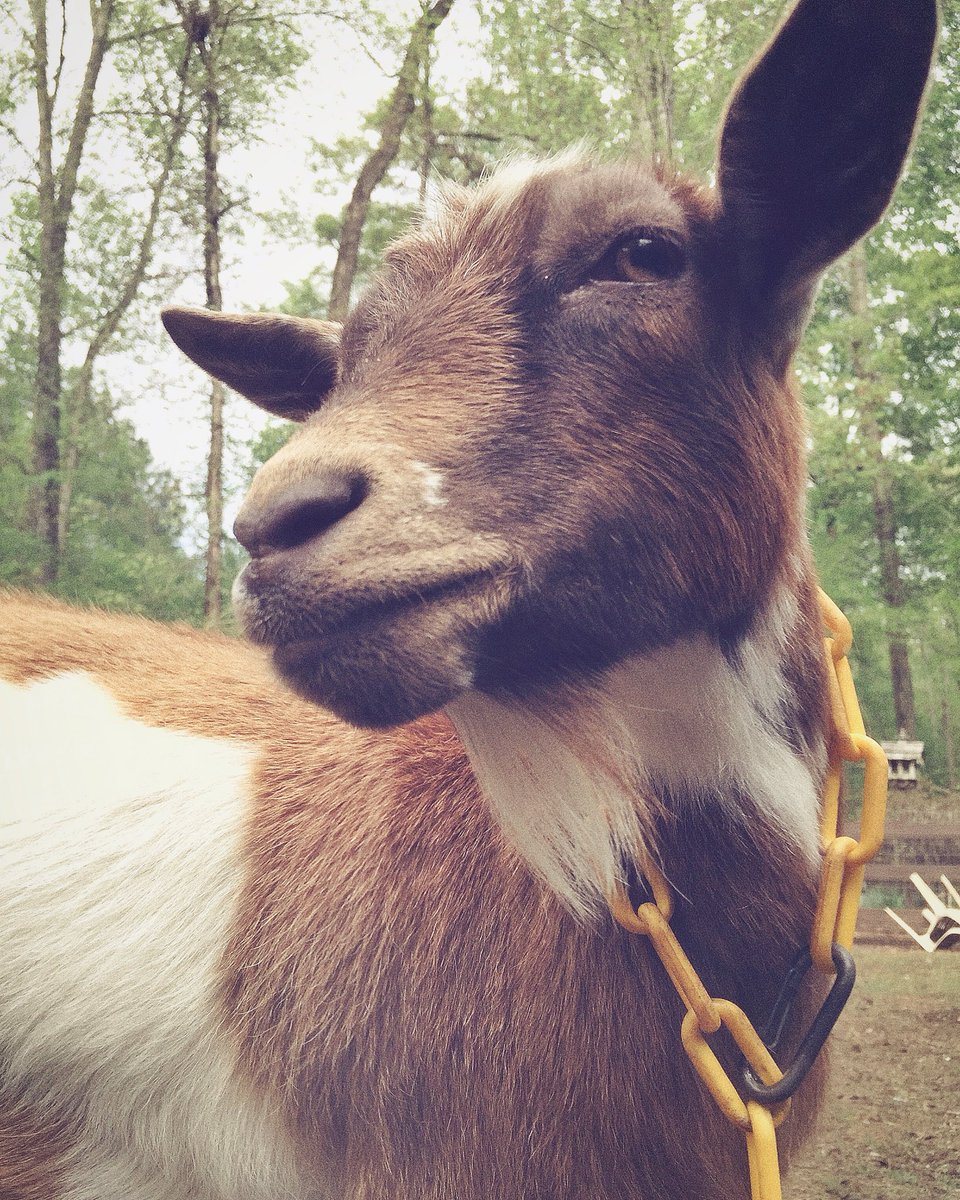 TheCogHillFarm's tweet photo. Sup Bootsie! #coolgoat https://t.co/3ZPB4vR0Gd