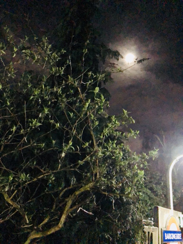 rizwoods tweet picture