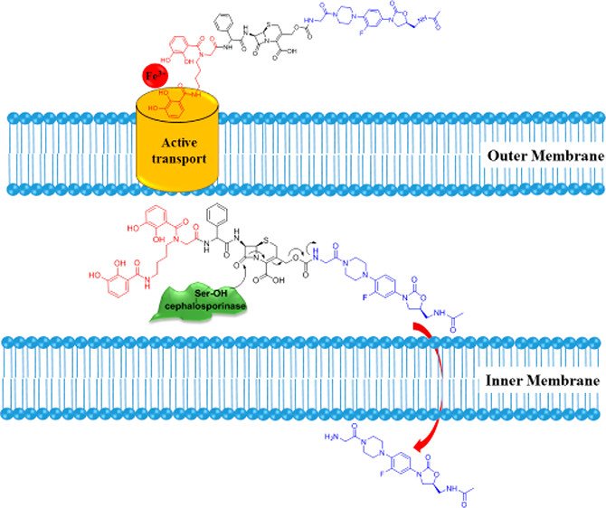 ACS Publications Bio & Med Chem Content tweet media