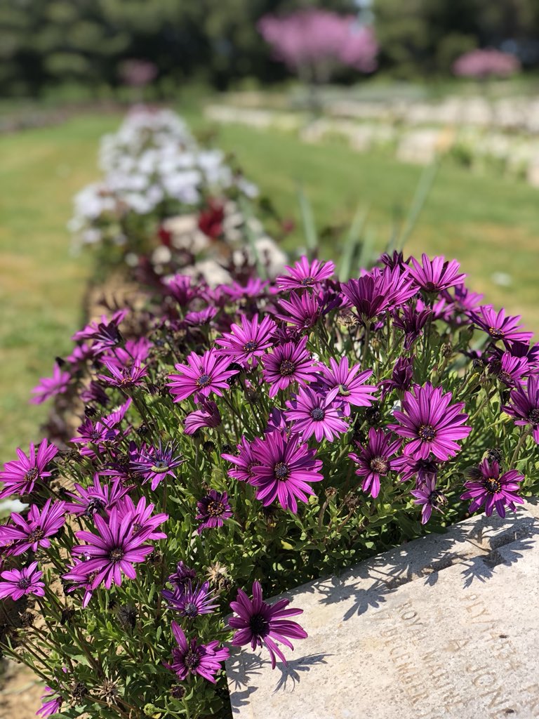 bnbgundogan's tweet photo. @Bennett22David @Tom53059787 @kuntizzella @canbaycan60  #HellesCemeteries #VBeach #PinkFarm #LancashireLanding such a beautiful day https://t.co/sTaN077BTd