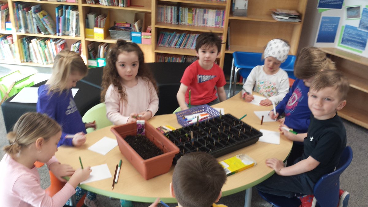 KatieHara2's tweet photo. We planted our seeds last week and this morning our Morning Glories are already sprouting! #HASLearns @sncdsb We've been using some of our 5 senses to make observations. Today we used our sight and smell as we recorded what we observed. https://t.co/4UQVpNGP8f