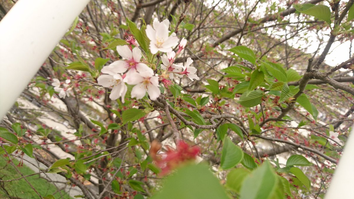 シャルマンノウラ