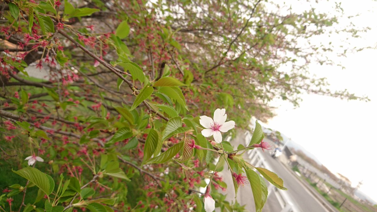 シャルマンノウラ