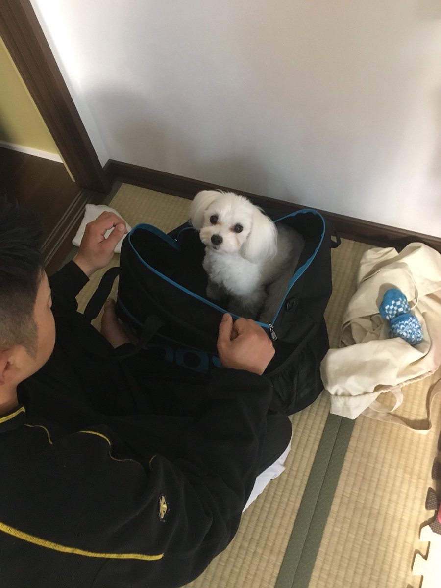 yw_d1's tweet photo. 昨日出張の準備しよーとおもってカバン開けたら入ってきた https://t.co/kYuU7awbmr