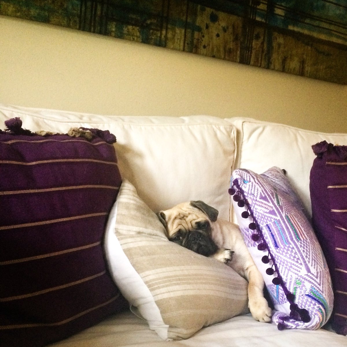 mateospug's tweet photo. When it dawns very cold...
#MateoThePug #11monthsold #fawnpug #pug #pugs #pugspot #pugsworld #pugsofinstagram #puglife #pugpuppy #puglove #pugscute #cuteness #pugmania #puglover #pugsoftexas #pugsofaustin https://t.co/Wmu9ANJS9s