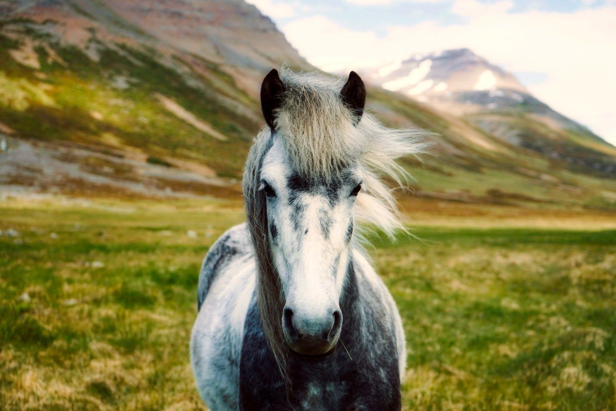 smc_trailers's tweet photo. Your choice of a horse trailer can make a BIG difference...and sometime your horse will remind you of that! 😂 
Go with the MOST COMFORTABLE ride in the industry, #RideSMC.
.
https://t.co/Nll8BCpn0p
#HorseTrailers #Horses #HorseHour #LOVEHorses #Rodeo #SMCTrailers https://t.co/4f7cwETA3R