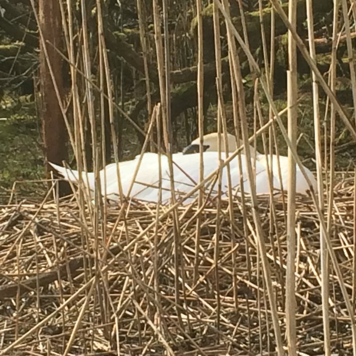 HenrySwan13's tweet photo. More #BasicNestArchitecture #Grasmere #Swans @faerymere @ThePhotoHour @StormHour https://t.co/zTqBhSAPIF