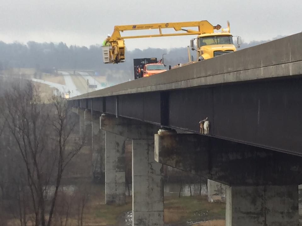 farmersjournal's tweet photo. What's wrong with this picture? Spot the goats...

Two goats wandered away from a local farm onto a beam on the Mahoning River Bridge, in Pennsylvania last week. When they were spotted both the Department of Transportation and PA Turnpike staff worked together to save them. https://t.co/rO2jhIIDpq