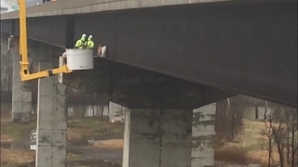farmersjournal's tweet photo. What's wrong with this picture? Spot the goats...

Two goats wandered away from a local farm onto a beam on the Mahoning River Bridge, in Pennsylvania last week. When they were spotted both the Department of Transportation and PA Turnpike staff worked together to save them. https://t.co/rO2jhIIDpq