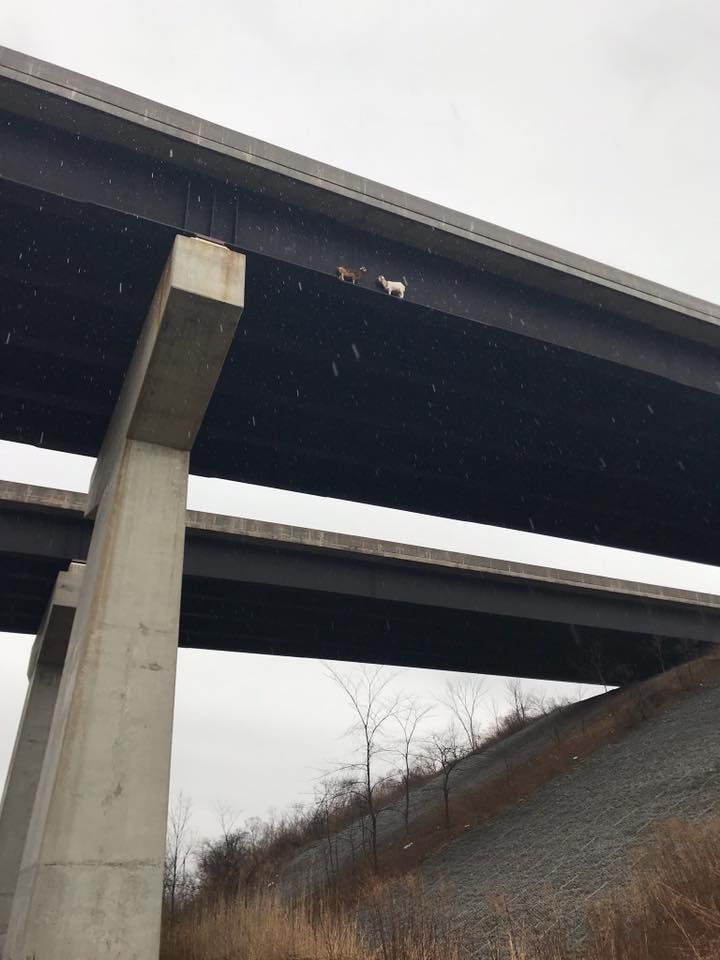 farmersjournal's tweet photo. What's wrong with this picture? Spot the goats...

Two goats wandered away from a local farm onto a beam on the Mahoning River Bridge, in Pennsylvania last week. When they were spotted both the Department of Transportation and PA Turnpike staff worked together to save them. https://t.co/rO2jhIIDpq